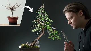 A Japanese Larch Becomes a Bonsai