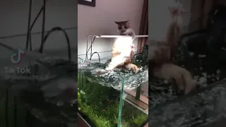 the cat who wants to catch fish in the aquarium.😂🐈