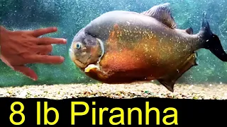 BIG PIRANHA Ultimate feeding, BOY CAN THIS FISH EAT!