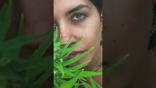 Influenciadoras são presas em operação contra contrabando de óleo de maconha | SBT Brasil (24/04/24)