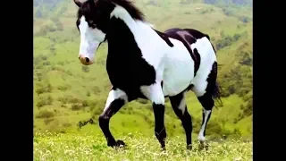 Amazing Horse dance in pakistan 2019  Tik Tok video