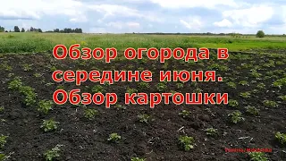 Обзор огорода в середине июня. Обзор картошки/ Моя любимая дача