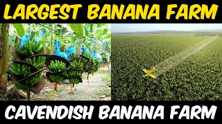 Cavendish Banana Farming in Philippines | Amazing Banana Harvesting Technology | Banana Cultivation