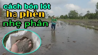 Bón phân lót gì?giúp lúa phát triển tốt đầu vụ hè thu #45 l Thanhdotv