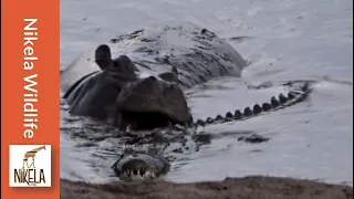 Watch what happens when this hippo gets playful with a crocodile