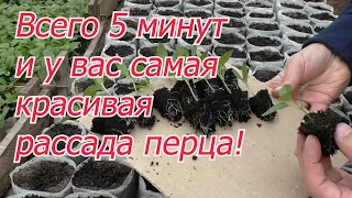 Крепкая и красивая рассада перца и баклажан всего за 5 минут вашего времени.