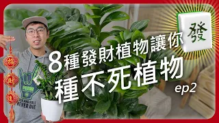 #新春企劃 新年應景8個殺不死的發財植物，讓你發大財！ #種不死植物特集ep2 #新手種植 #植物新手 #發財