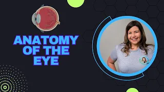 Anatomy of the Eye | 3D Model of the Eye