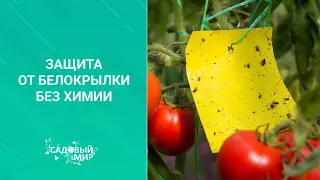 Защита от белокрылки без химии