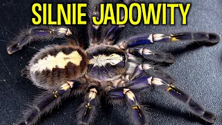 NOWE domy dla DOROSŁYCH SAMIC Poecilotheria metallica, miranda