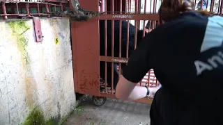 After years on a bile farm, this is the moment moon bear finally leaves