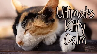 Ultimate Kitty Calm: 20 Minutes Of Relaxation To Unwind From A Busy Day (Meditation And Yoga)