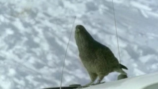 NZ On Screen: Kea- Mountain Parrot (car park destruction)