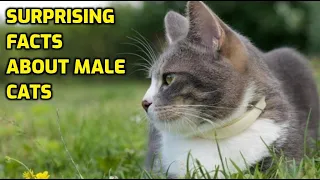 5 Interesting Facts About MALE Cats