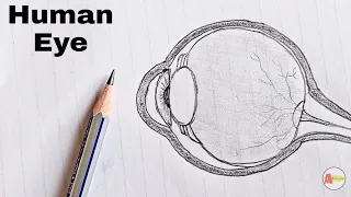 How to Draw a Human Eye Diagram easily and step by step [Tutorial]