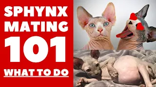 Sphynx Mating 101 : Everything you need to know