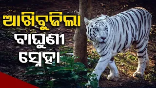 14-year-old white tigress dies in Nandankanan