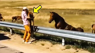 L'homme a rendu le poulain perdu au cheval, et il s'est passé quelque chose d'incroyable !