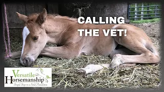 Something Is Wrong With Our Foal (Calling The Vet!) // Versatile Horsemanship