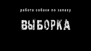 работа собаки по запаху - выборка