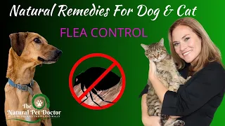 Natural Remedies for Fleas in Dogs and Cats with Dr. Katie Woodley - The Natural Pet Doctor