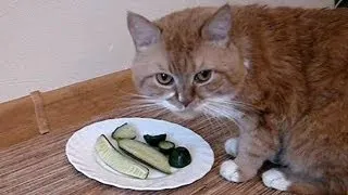 Vegetarian cat eating cucumber — Кот-вегетарианец ест огурец