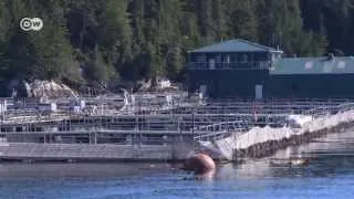 Aquafarming in Kanada - Zuchtlachs gefährdet Wildlachs | Global 3000