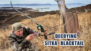 Decoying a Sitka Blacktail Deer on Kodiak Island