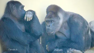 Huge Male Gorilla Gazes At A Female And Asks Her To Mate❤️ | Shabani & Ai