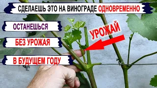 🍇 Чтобы НЕ ПОТЕРЯТЬ УРОЖАЙ ВИНОГРАДА, никогда не делай ЭТИ ЗЕЛЕНЫЕ ОПЕРАЦИИ ОДНОВРЕМЕННО!