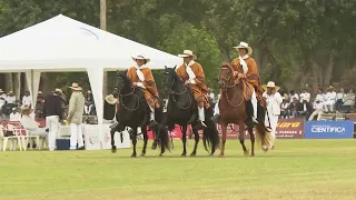 Dozens of riders take part in celebration of renowned 'Peruvian Steady Gait' horse breed