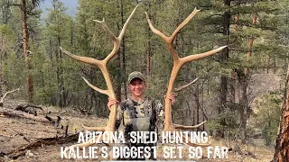 Arizona Shed Hunting: Kallie’s Biggest Elk Set So Far!!