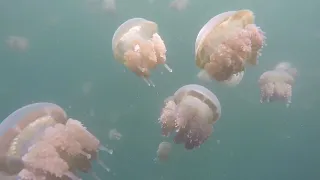 Snorkeling in the jellyfish lagoon. Misool, Raja Ampat