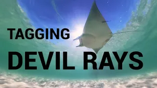 TAGGING DEVIL RAYS - ShaneOgoeS deep