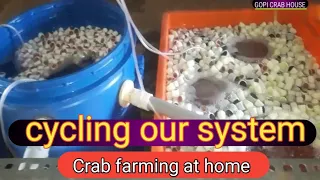 mud crab fattening system at home పీతల పెంపకం