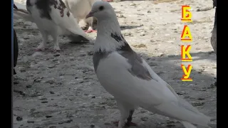 Бакинские голуби Алиева Октая в Баку!