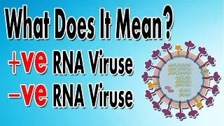 What We Mean By Positive & Negative RNA Viruses