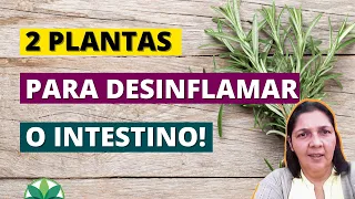 Conheça 2 plantas para desinflamar o intestino! O intestino dela desinflamou em 30 dias!