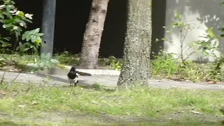 Magpies Build Their Nest