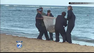 Next phase begins for young monk seal at Kaimana Beach