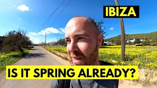 Spring In Ibiza? Walking to Es Broll, Buscastell from San Antonio Ibiza