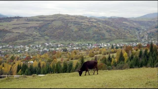 Там, где горы, полонины