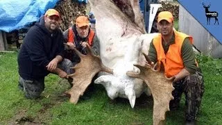 Hunters Kill Sacred White Moose - Natives Outraged!