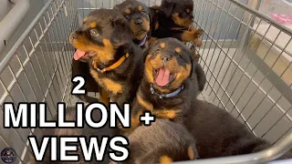 6 Weeks Old Rottweiler Puppies Get Microchips & First Vaccinations