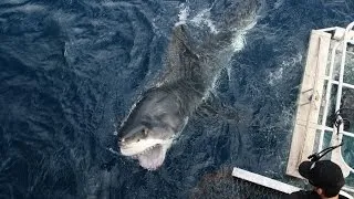 Cameraman vs. Great White