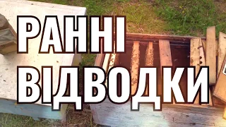 Роблю ранні відводки від сильних бджолиних сімей на своїй пасіці