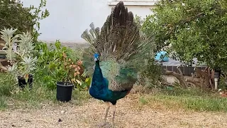 The Mystery of the Peahens Solved