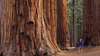 Sequoia park/Секвойя парк, обязательно всем побывать... Калифорния