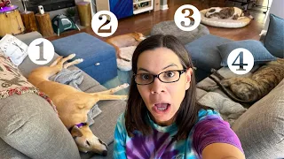 A Day in the Life with 4 Greyhounds!