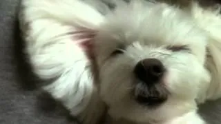 Maltese Joy Falling Asleep